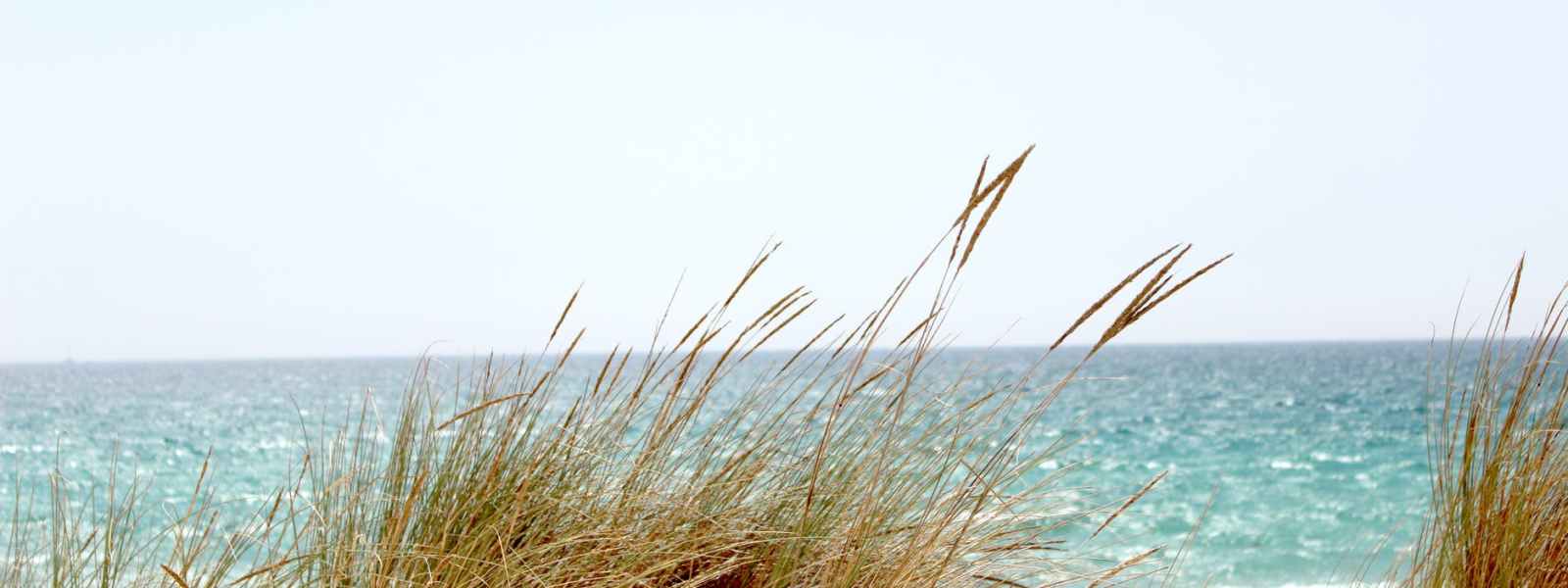 grass beside the sea