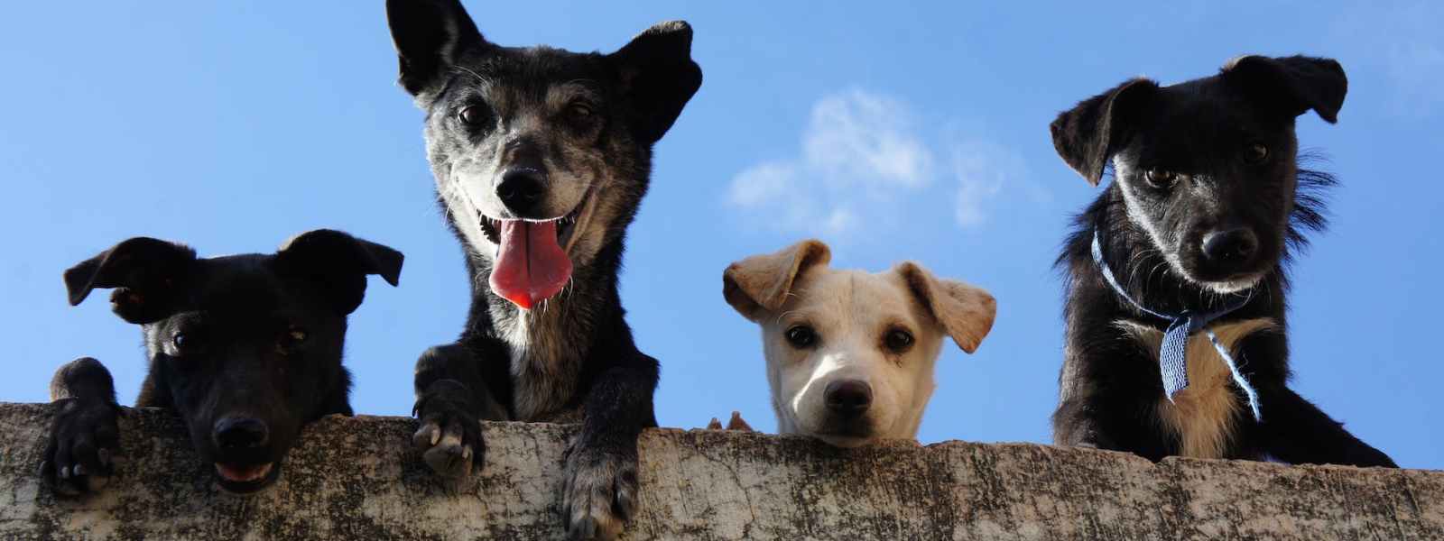 black and white short coated dogs